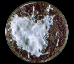 Trichophyton mentagrophytes in petri dish.png