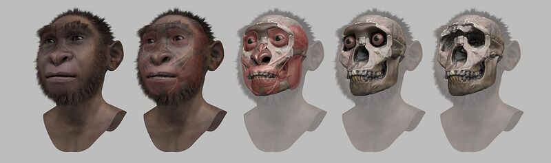 File:Turkana boy - steps of forensic facial reconstruction.jpg