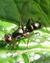 Unknown.ant.mimicking.fly.dorsal (cropped).jpg