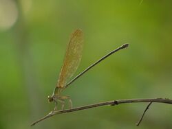 Vestalis gracilis ♀ (4158773801).jpg