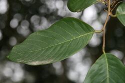 Viburnum stellato-tomentosum 0zz.jpg