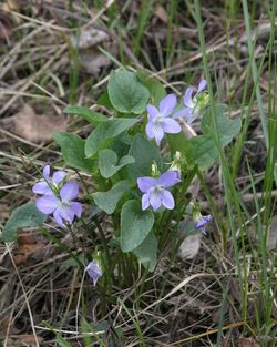 Viola nemoralis 73064511.jpg