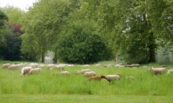 Écopaturage urbain Lille moutons chèvres landscape grazing Mai 2019c.jpg 15.jpg