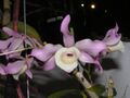 扭瓣石斛 Dendrobium tortile -香港沙田洋蘭展 Shatin Orchid Show, Hong Kong- (9255191112).jpg