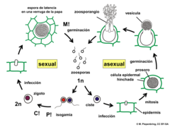 Diagram of the asexual and sexual parts of the Synchytrium endobioticum life cycle.