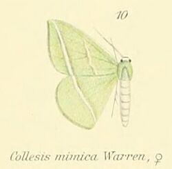 10-Collesis mimica Warren, 1897.JPG