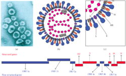 Murine coronavirus virion electron micrograph, schematic structure, and genome