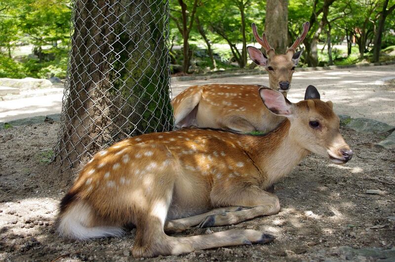 File:20100716 Sika Deer Nara 2241.jpg
