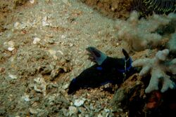 25-EastTimor-Dive Dili-Rock-West 03 (Nudibranch Philinopsis-Speciosa)-APiazza.JPG