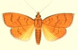 28-Isocentris subauroralis=Paliga ignealis (Walker 1866).JPG