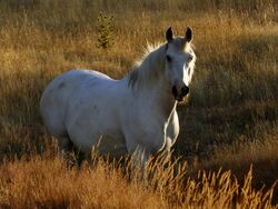 A sunlit beauty white horse(16158640808).jpg