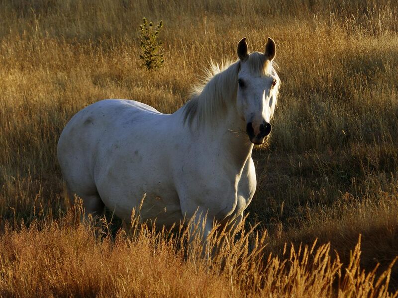 File:A sunlit beauty white horse(16158640808).jpg