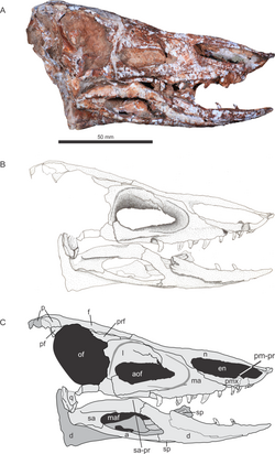 Aetosauroides skull.PNG