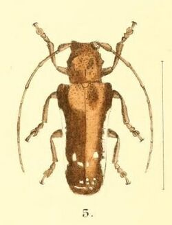 Aid to the identification of insects (Plate 157) (7796367948) -- Batrachorhina albolateralis.jpg
