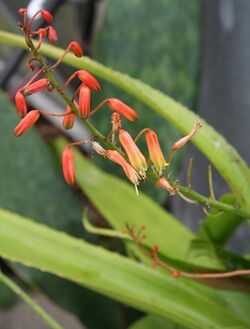 Aloe lomatophylloides IMG 2698.jpg
