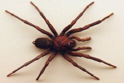 AustralianMuseum spider specimen 27.JPG