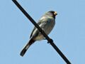 Band-tailed Seedeater RWD.jpg