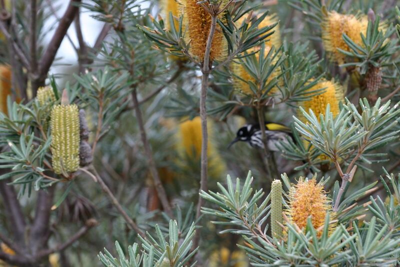 File:Banksia verticillata and New Holland Honeyeater.JPG