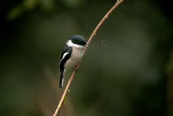 Bar-Winged flycatcher Shrike DSC3833.jpg