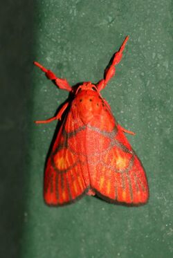 Barsine flavodiscalis (Arctiidae Lithosiinae).jpg