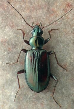 Bembidion mckinleyi carneum.jpg