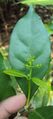 Blachia andamanica subsp. denudata 09.JPG