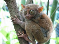 Brown tarsier