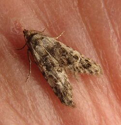 Bondia moth.jpg