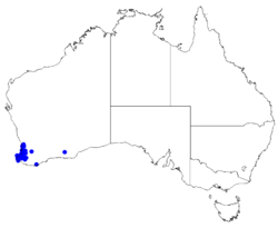 Boronia dichotoma DistMap33.png