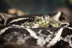 Bothrops jararaca 07.jpg