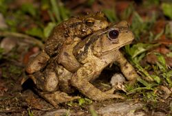 Bufo bankorensis.jpg