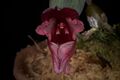 Bulbophyllum cruentum (Papua New Guinea) Garay, Hamer & Siegerist, Orchidee (Hamburg) 43- 139 (1992) (35428062196).jpg