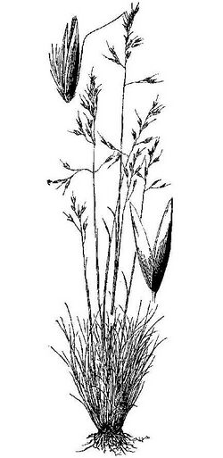 Calamagrostis breweri HC-1950.jpg