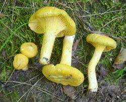 Cantharellus altipes 236698.jpg