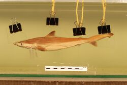 Carcharhinus borneensis (Bleeker, 1858) 2831935646.jpg