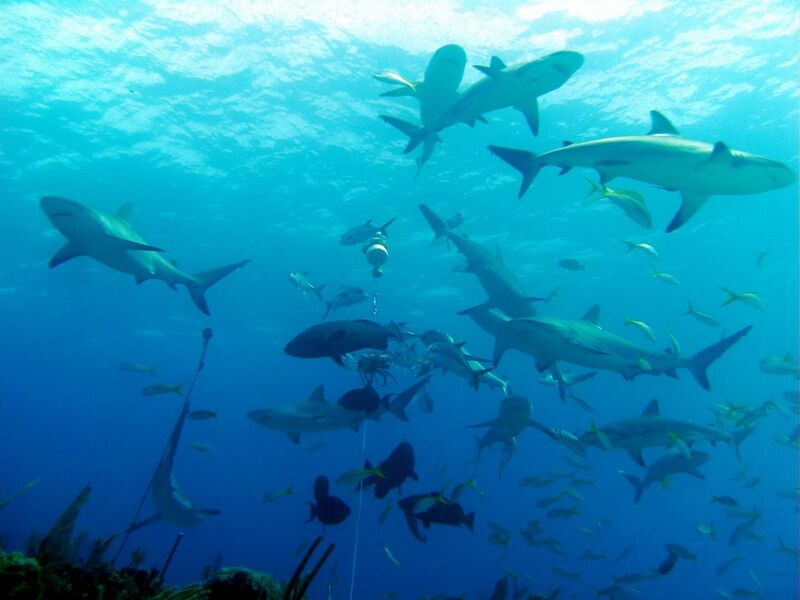 File:Carcharhinus perezi bahamas feeding.jpg