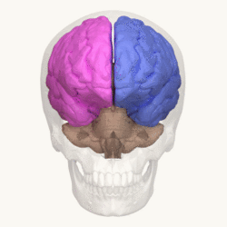 Cerebral hemispheres.