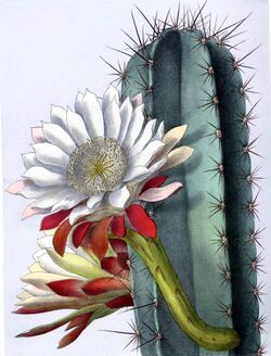 Cereus repandus BlKakteenT131.jpg