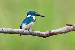 Cerulean Kingfisher 0A2A1617.jpg
