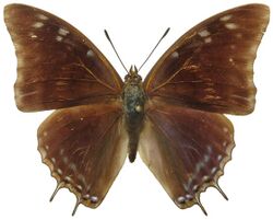 Charaxes viola picta male.jpg