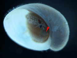 A tranlucent rounded operculum inside the aperture of the snail.