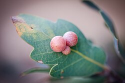 Clustered Gall Wasp (Andricus brunneus) (10392387066).jpg