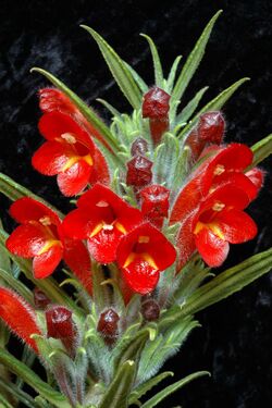 Columnea flexiflora -1.jpg