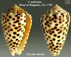 Conus pulicarius 4.jpg