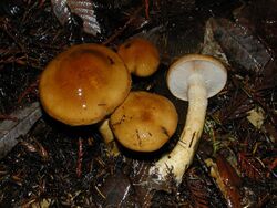 Cortinarius mucosus.jpg