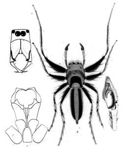 Cosmophasis.micarioides.l.koch.jpg