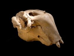 Crâne de Dugong dugon-Musée zoologique de Strasbourg (2).jpg