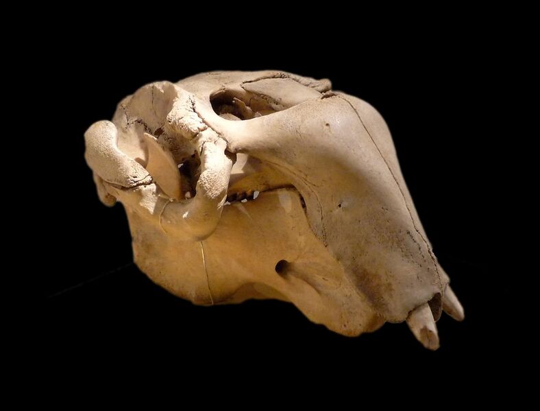 File:Crâne de Dugong dugon-Musée zoologique de Strasbourg (2).jpg