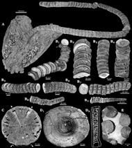 Photographs of various Cretoxyrhina species fossils