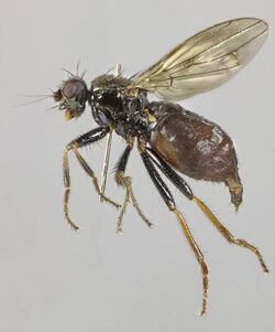 Crummomyia roseri, Trawscoed, North Wales, Oct 2014 (16862240814).jpg